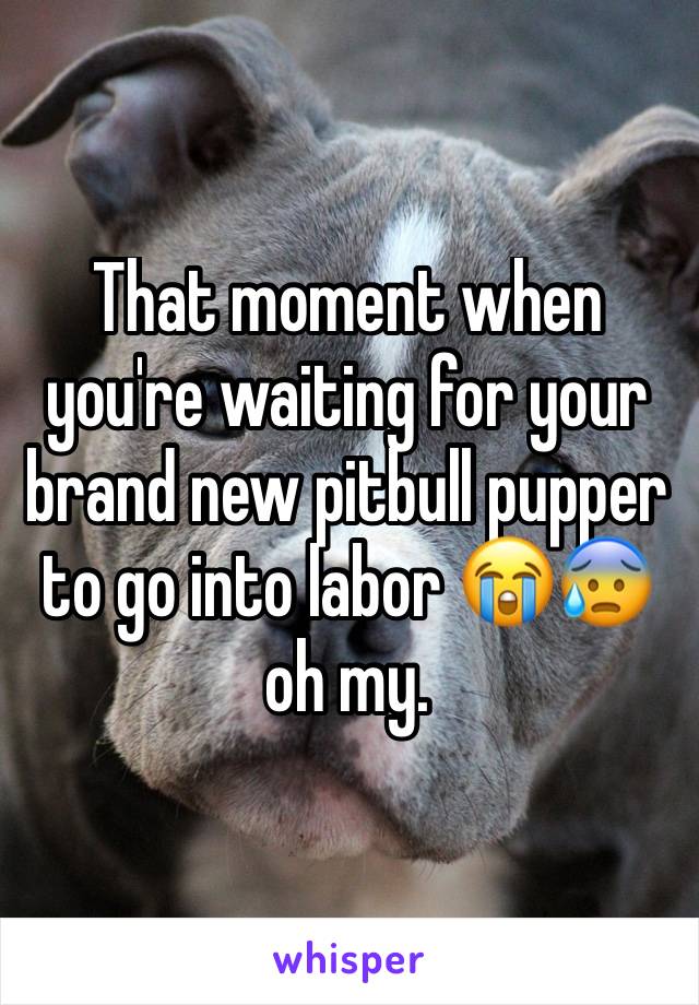 That moment when you're waiting for your brand new pitbull pupper to go into labor 😭😰 oh my. 