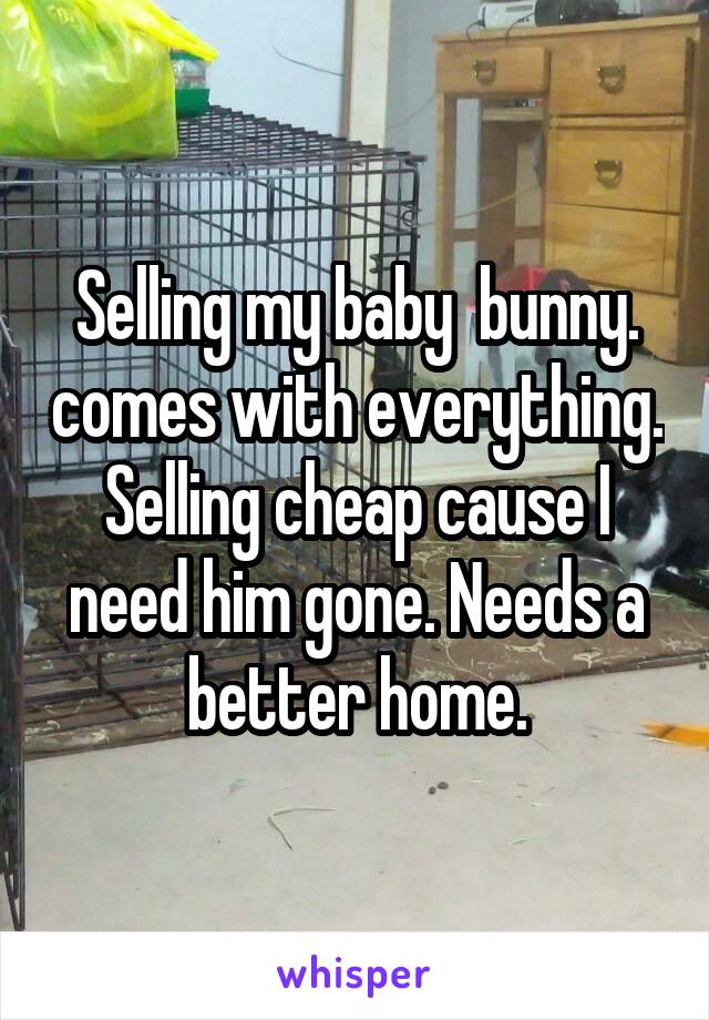 Selling my baby  bunny. comes with everything. Selling cheap cause I need him gone. Needs a better home.