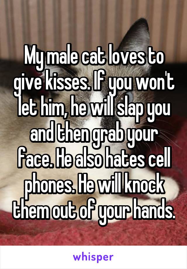 My male cat loves to give kisses. If you won't let him, he will slap you and then grab your face. He also hates cell phones. He will knock them out of your hands.