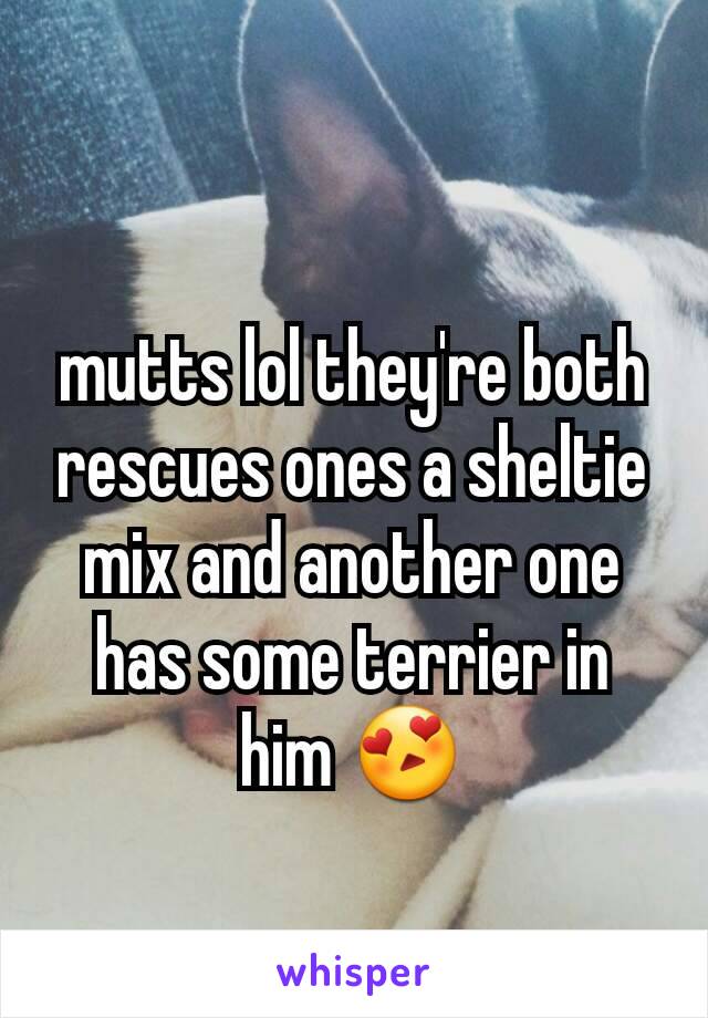 mutts lol they're both rescues ones a sheltie mix and another one has some terrier in him 😍