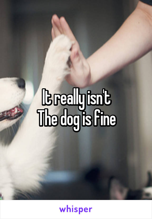 It really isn't
The dog is fine