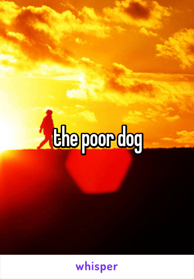 the poor dog