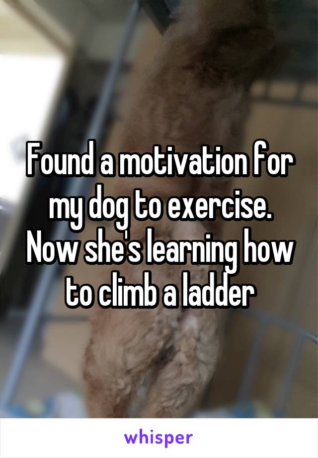 Found a motivation for my dog to exercise. Now she's learning how to climb a ladder