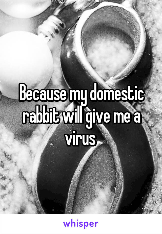 Because my domestic rabbit will give me a virus 