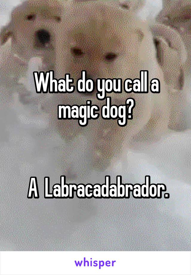 What do you call a magic dog?


 A  Labracadabrador.