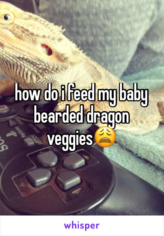 how do i feed my baby bearded dragon veggies😩