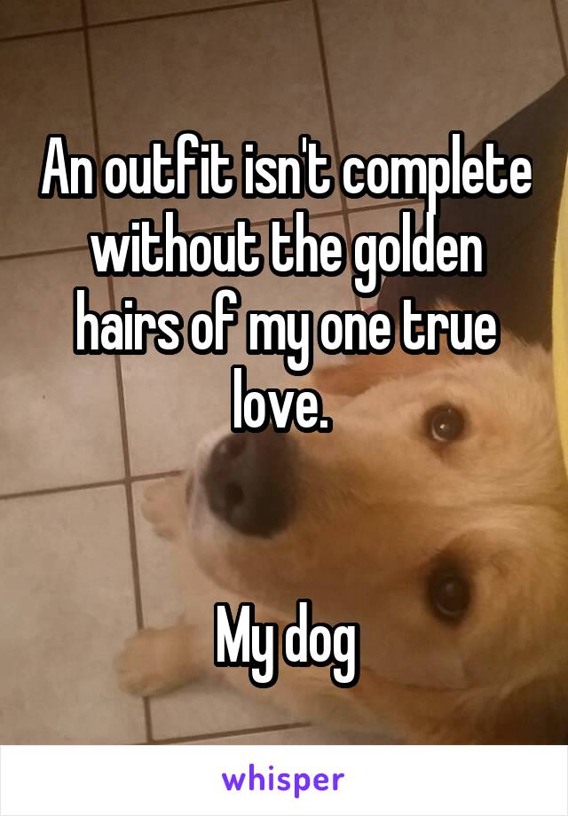 An outfit isn't complete without the golden hairs of my one true love. 


My dog