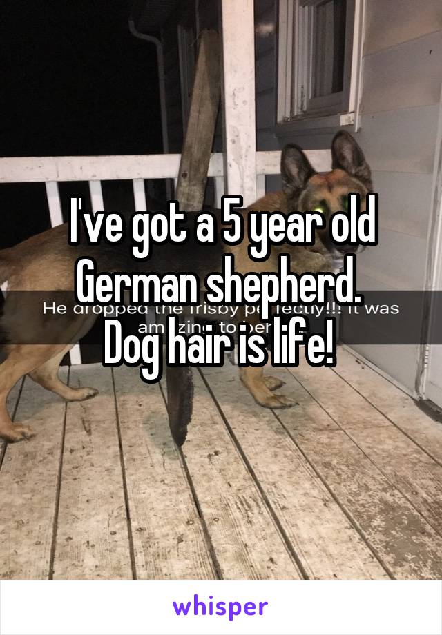 I've got a 5 year old German shepherd. 
Dog hair is life! 
