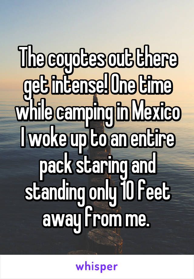 The coyotes out there get intense! One time while camping in Mexico I woke up to an entire pack staring and standing only 10 feet away from me. 