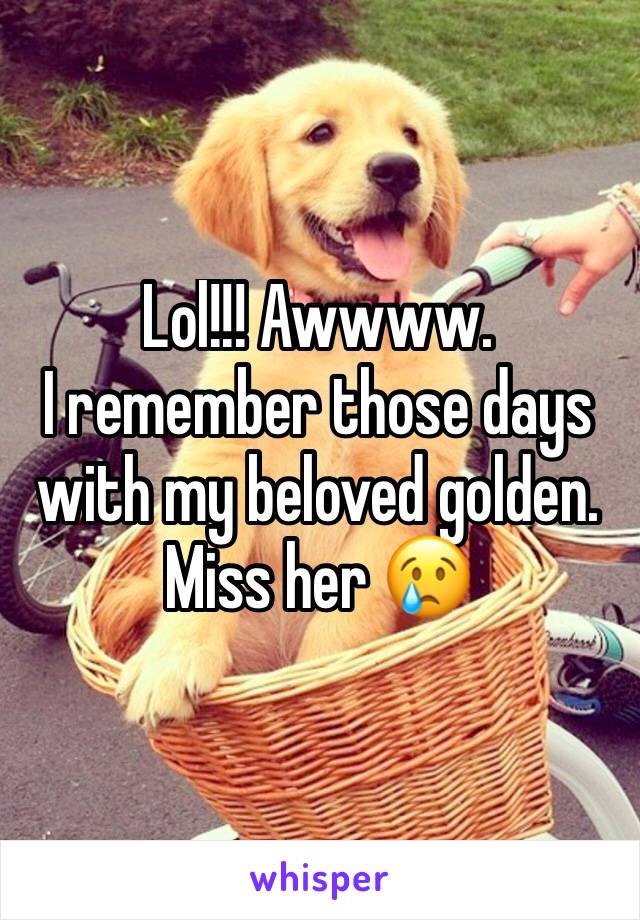 Lol!!! Awwww. 
I remember those days with my beloved golden. 
Miss her 😢