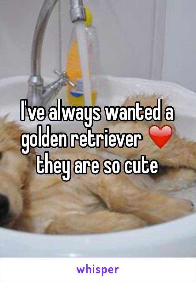 I've always wanted a golden retriever ❤️ they are so cute