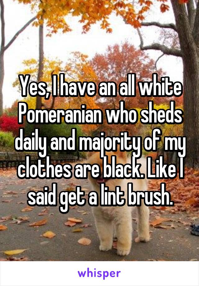 Yes, I have an all white Pomeranian who sheds daily and majority of my clothes are black. Like I said get a lint brush.