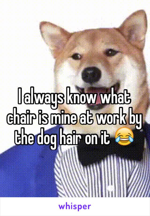 I always know what chair is mine at work by the dog hair on it 😂