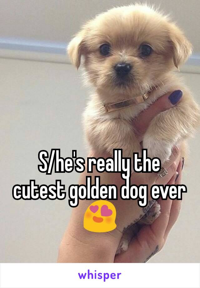S/he's really the cutest golden dog ever  😍