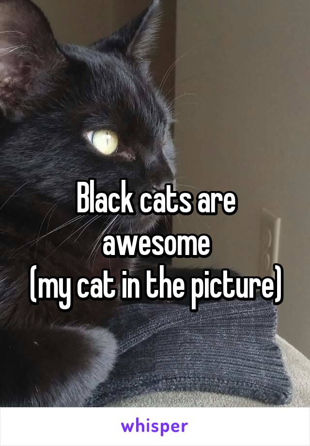 
Black cats are awesome
(my cat in the picture)
