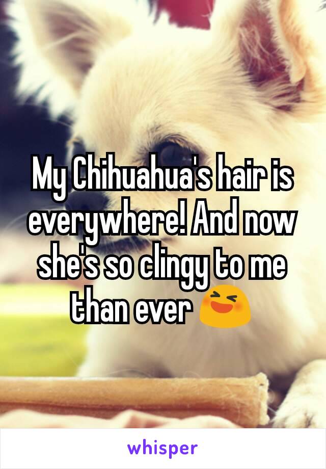 My Chihuahua's hair is everywhere! And now she's so clingy to me than ever 😆
