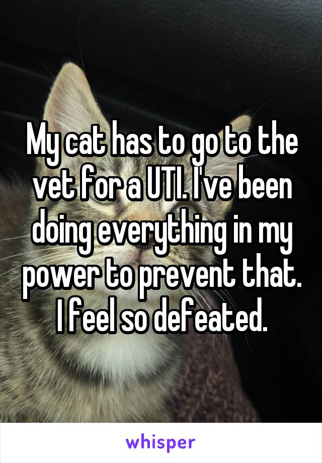 My cat has to go to the vet for a UTI. I've been doing everything in my power to prevent that. I feel so defeated.