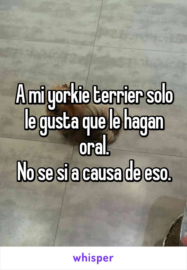 A mi yorkie terrier solo le gusta que le hagan oral.
No se si a causa de eso.