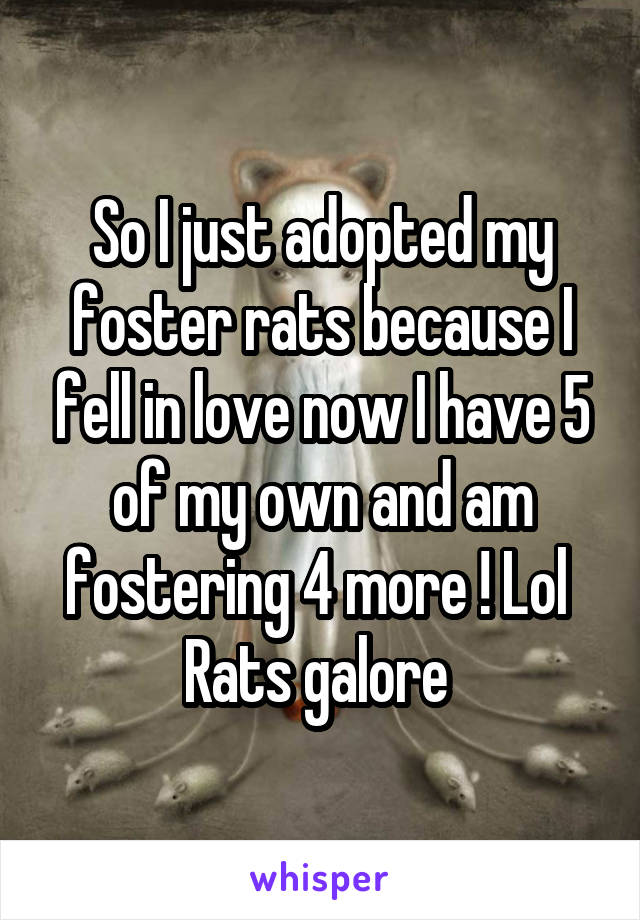 So I just adopted my foster rats because I fell in love now I have 5 of my own and am fostering 4 more ! Lol 
Rats galore 