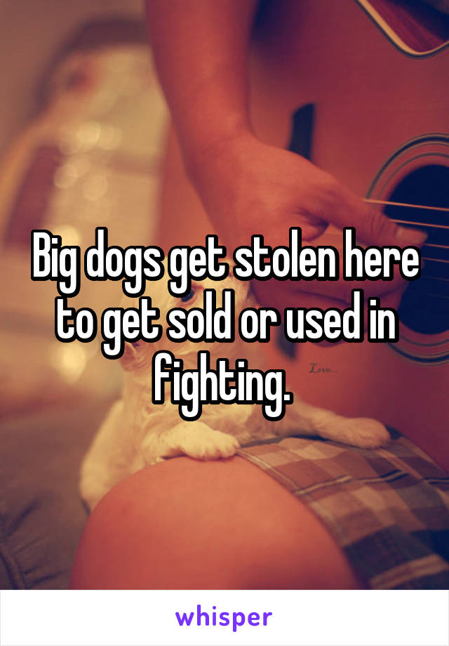 Big dogs get stolen here to get sold or used in fighting. 