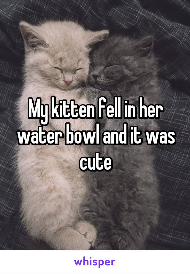 My kitten fell in her water bowl and it was cute