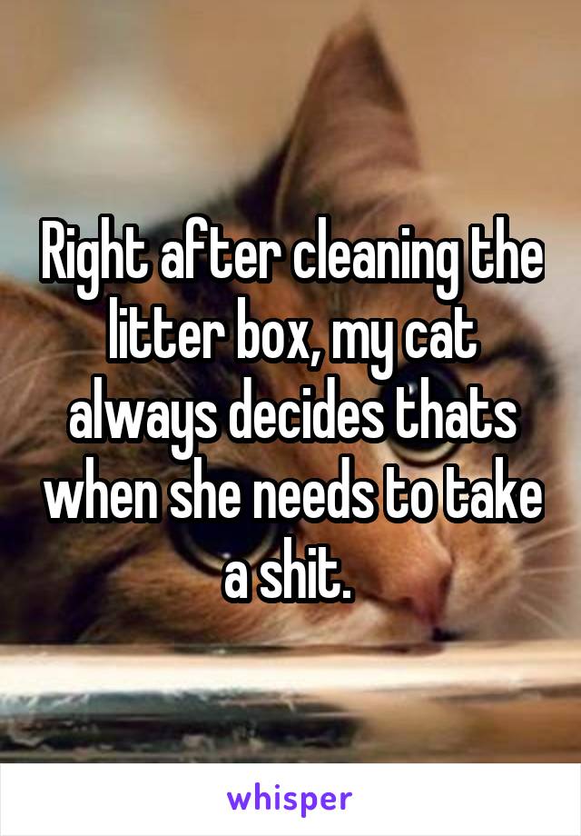 Right after cleaning the litter box, my cat always decides thats when she needs to take a shit. 