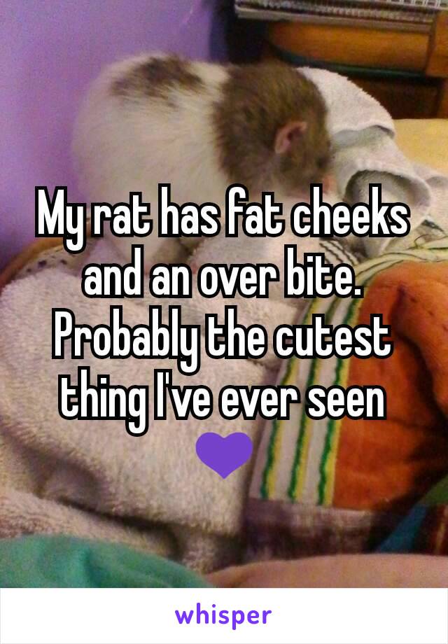 My rat has fat cheeks and an over bite. Probably the cutest thing I've ever seen 💜