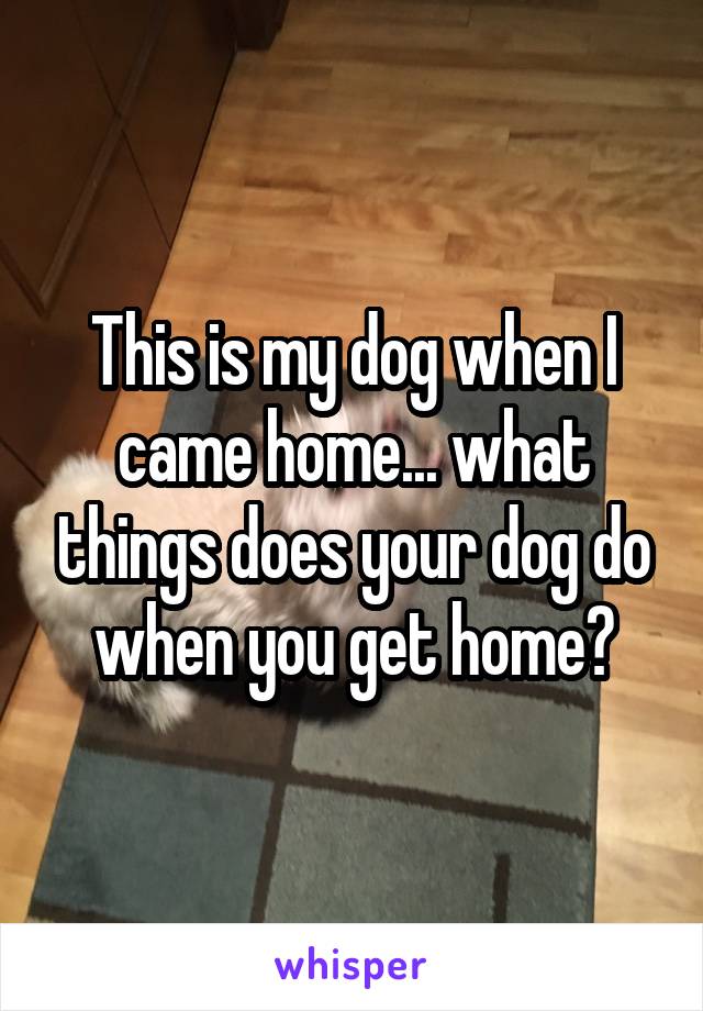 This is my dog when I came home... what things does your dog do when you get home?