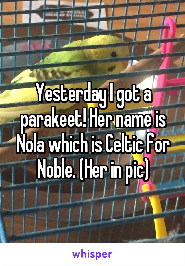 Yesterday I got a parakeet! Her name is Nola which is Celtic for Noble. (Her in pic)