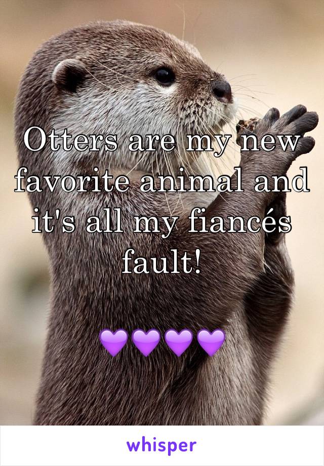 Otters are my new favorite animal and it's all my fiancés fault!

💜💜💜💜