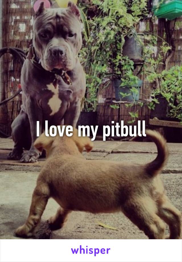 I love my pitbull