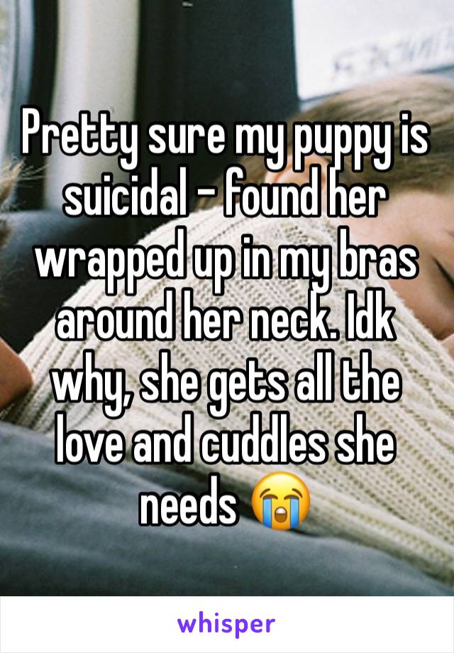 Pretty sure my puppy is suicidal - found her wrapped up in my bras around her neck. Idk why, she gets all the love and cuddles she needs 😭