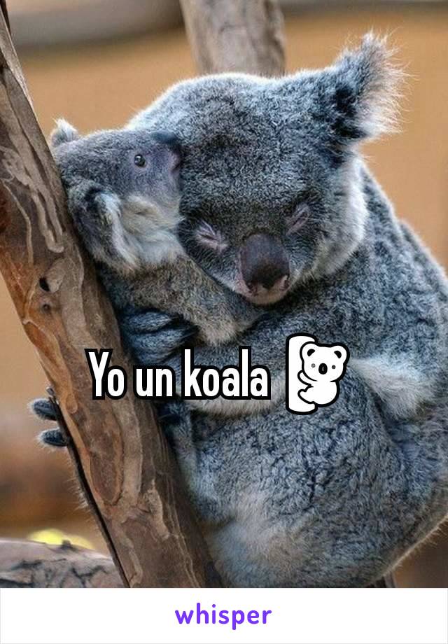 Yo un koala 🐨