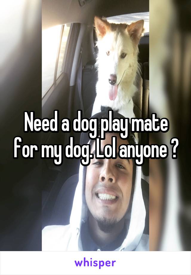 Need a dog play mate for my dog. Lol anyone ?