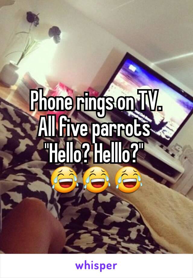 Phone rings on TV.
All five parrots 
"Hello? Helllo?" 
😂😂😂