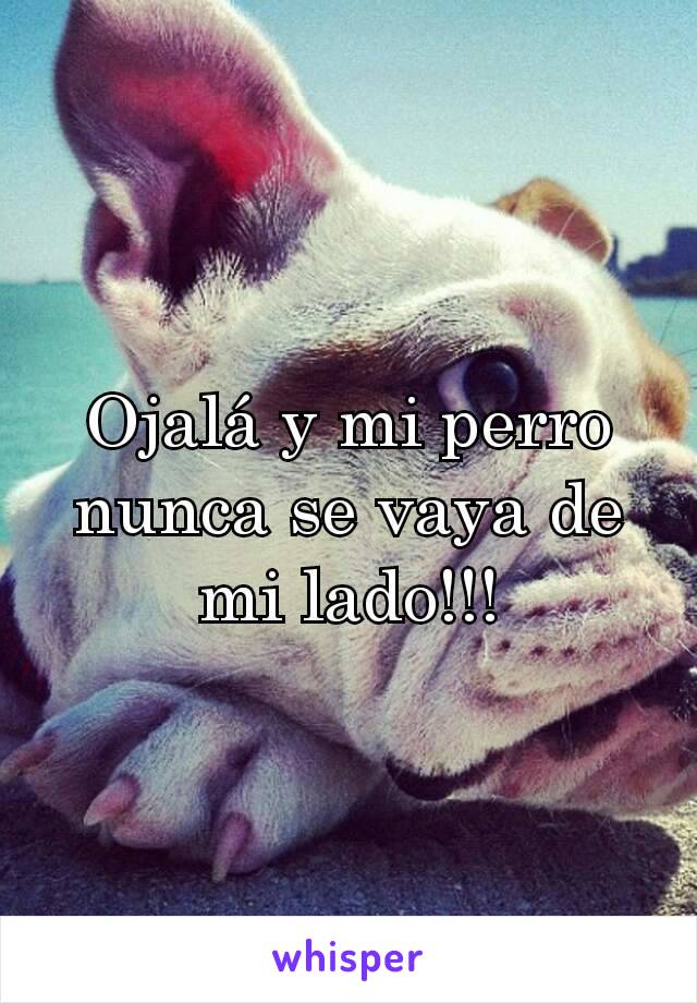 Ojalá y mi perro nunca se vaya de mi lado!!!