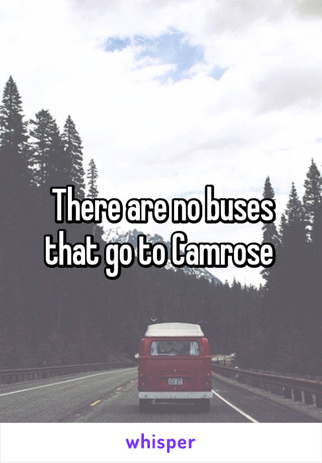 There are no buses that go to Camrose 