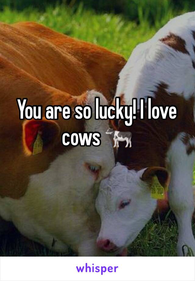 You are so lucky! I love cows 🐄