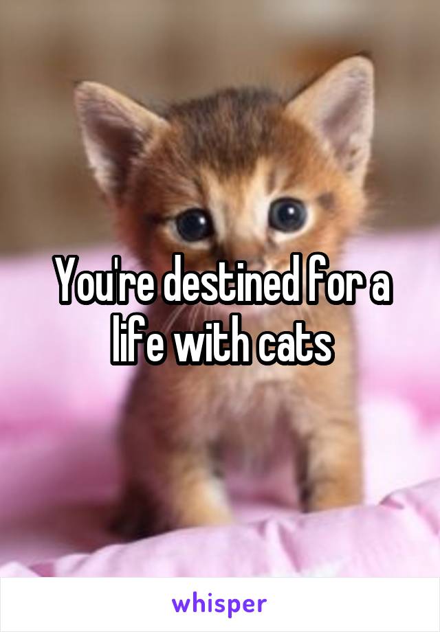 You're destined for a life with cats