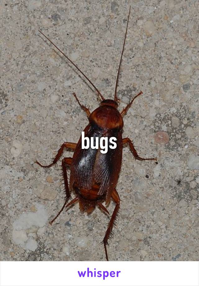 bugs