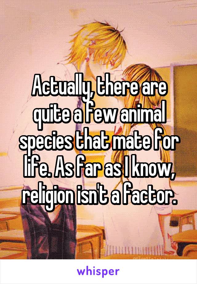 Actually, there are quite a few animal species that mate for life. As far as I know, religion isn't a factor.