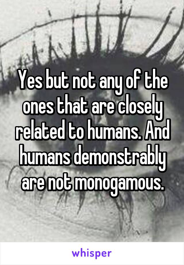 Yes but not any of the ones that are closely related to humans. And humans demonstrably are not monogamous.