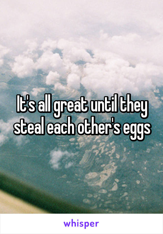 It's all great until they steal each other's eggs