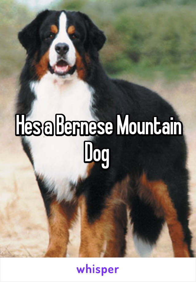 Hes a Bernese Mountain Dog 