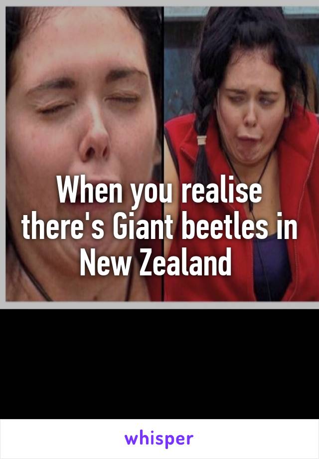 When you realise there's Giant beetles in New Zealand 