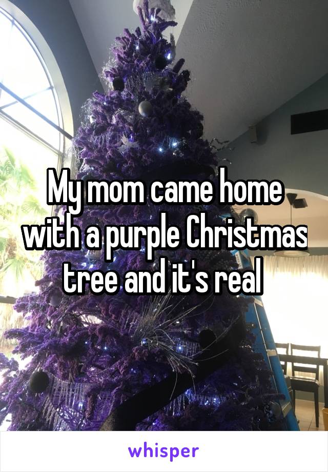 My mom came home with a purple Christmas tree and it's real 