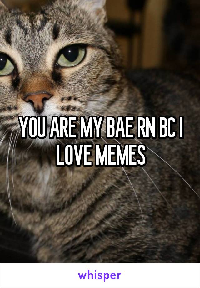YOU ARE MY BAE RN BC I LOVE MEMES