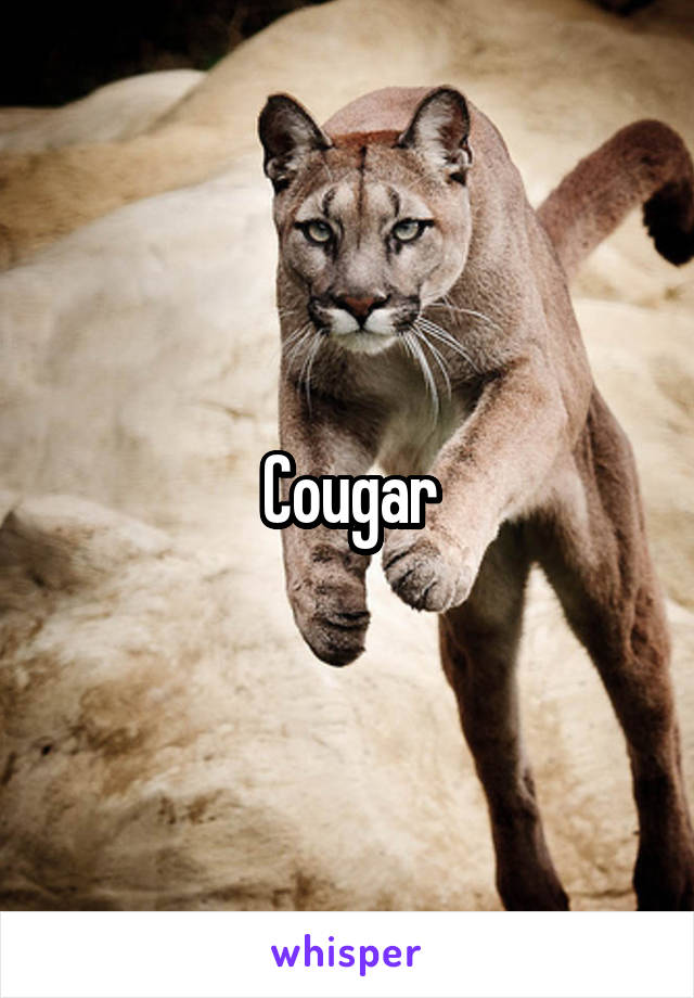 Cougar