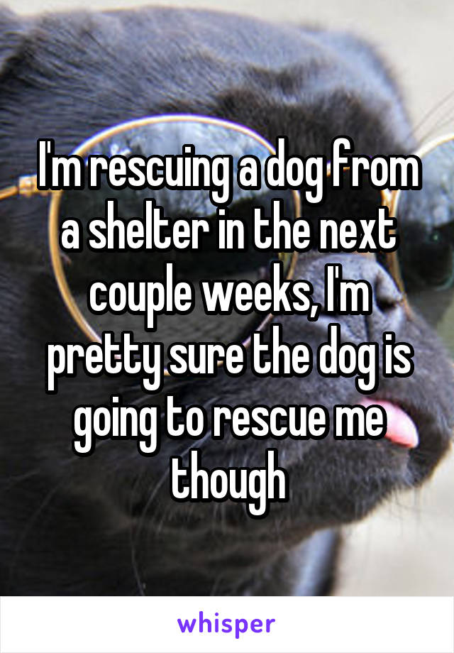 I'm rescuing a dog from a shelter in the next couple weeks, I'm pretty sure the dog is going to rescue me though