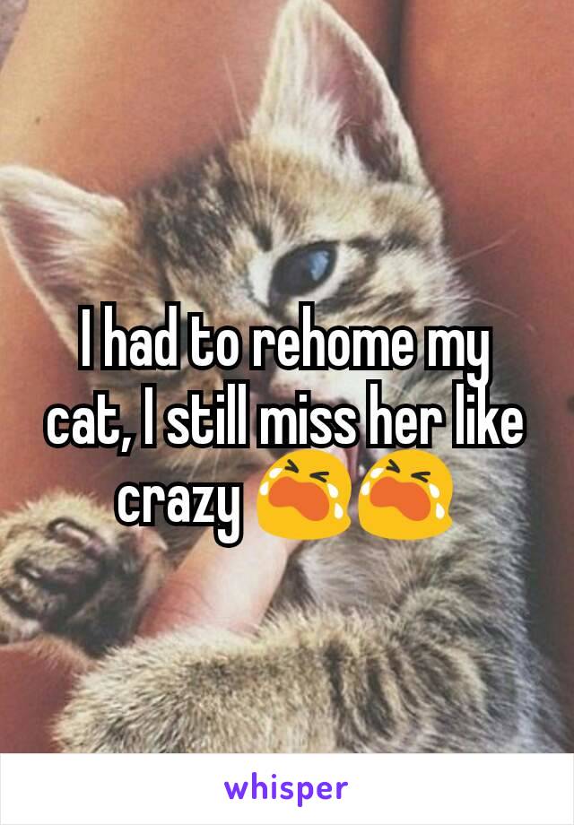 I had to rehome my cat, I still miss her like crazy 😭😭